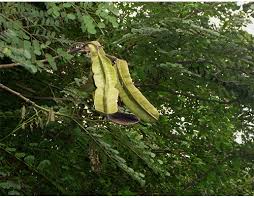 Tetrapleura tetraptera (Aridan)